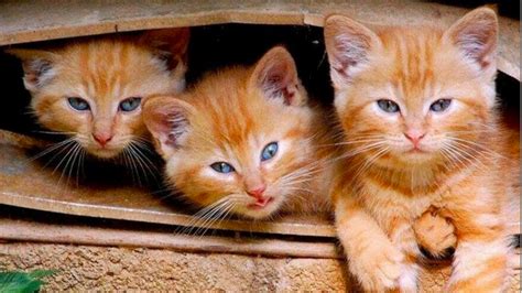 3 In A Row 1st January 2016 We Love Cats And Kittens