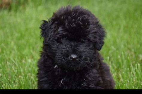 Find your new puppy here! Sandbox Puppies - Bouvier Des Flandres Puppies For Sale ...