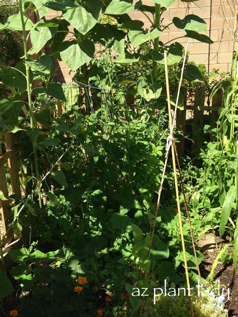 Natural Shade For Tomato Plants Ramblings From A Desert