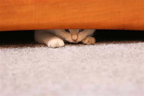 Почему кошки прячутся, когда играют: удивительная причина | AnimalExpert.ru