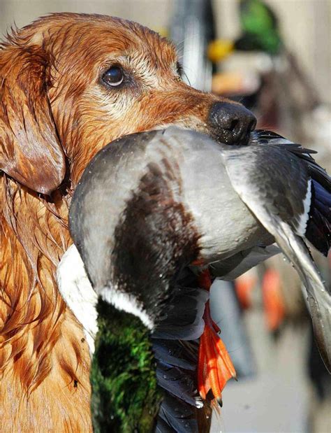 Pheasant Hunting Image By Alisha Store Duck Hunting Top 10 Dog