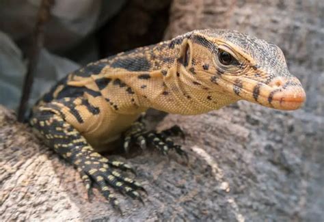 Asian Water Monitor Care And Facts What You Need To Know Everything