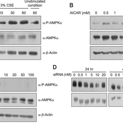 Inhibition Of Ampk Activation By Compound C Increases Il 1b Induced