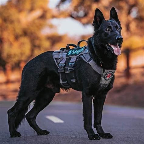 Pin By 1 787 922 3293 On Germán Shepherd Military Dogs Dog Gear