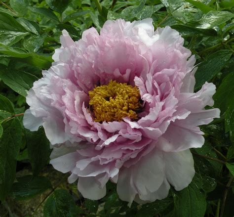 Home guides | sf gate. Tree peony | Growing peonies, Peonies for sale, Planting ...