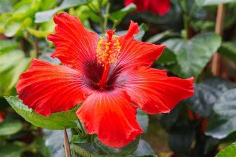 Hibiscus 11 Facts About Malaysias National Flower