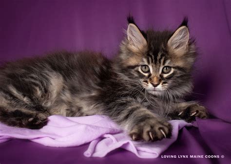 Finding Your Perfect Maine Coon Kitten Where To Look For Affordable