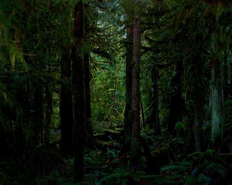 Dark Green Forest Tumblr Amazing Wallpapers