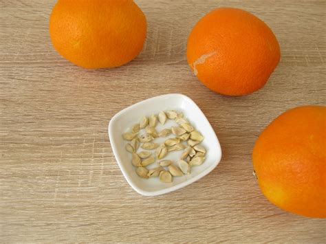 How To Start Orange Seeds Headassistance3