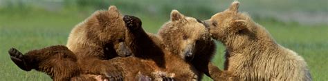 Brown Grizzly Bear Facts North American Bear Centernorth American