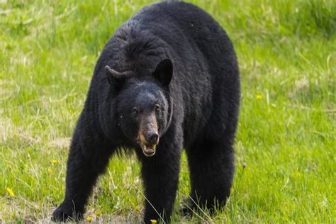 500 Pound Black Bear Captured Near Tennessee University