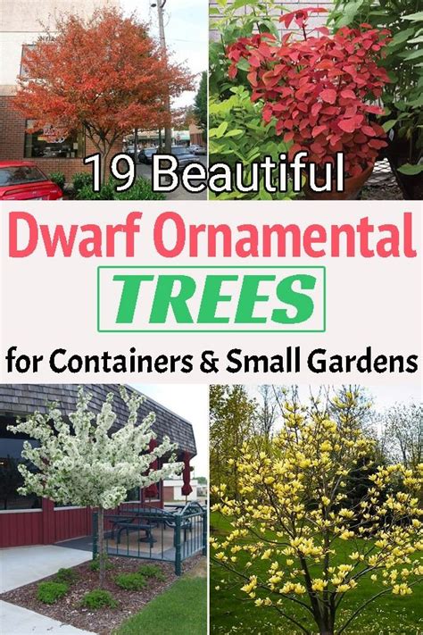 19 Beautiful Dwarf Ornamental Trees For Containers And Small Gardens