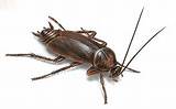 Photos of Chinese Cockroach