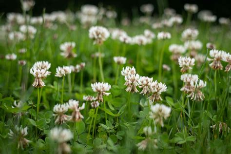 Shamrocks Vs Clovers Whats The Difference