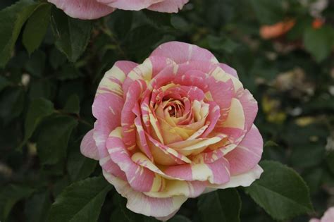 'Burst of Hope' is the official rose of the 2021 Portland Rose Festival - oregonlive.com
