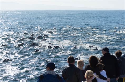 Custom Charters Monterey Bay Blue Ocean Whale Watching
