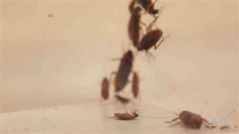 Crash Test Cockroaches Inspire Wall Climbing Robot