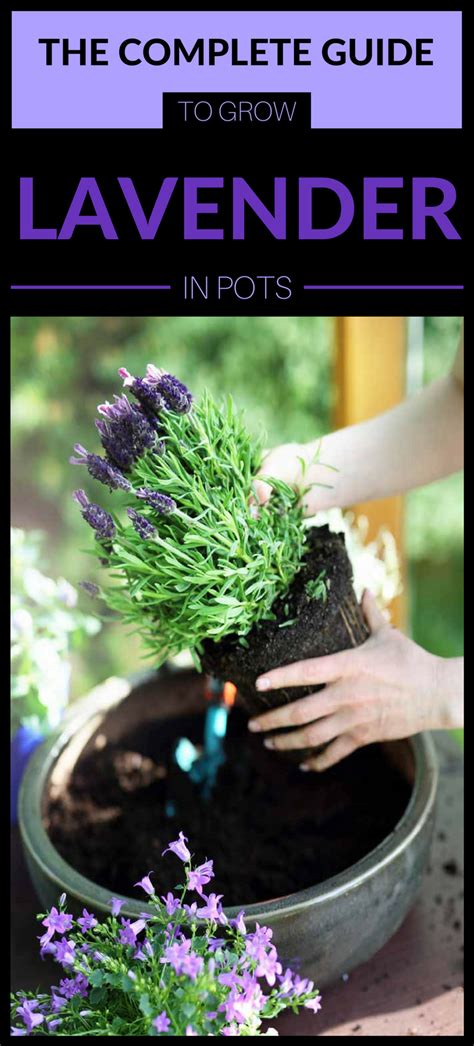 It's basically a simple two dimensional drawing. The Complete Guide To Grow Lavender In Pots - Gardaholic.net