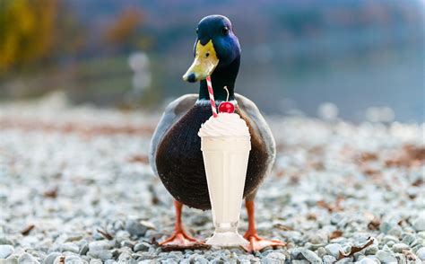 The whole internet loves milkshake duck, a lovely duck that drinks milkshakes! Top 5 Milkshake Ducks | Lifehacker Australia