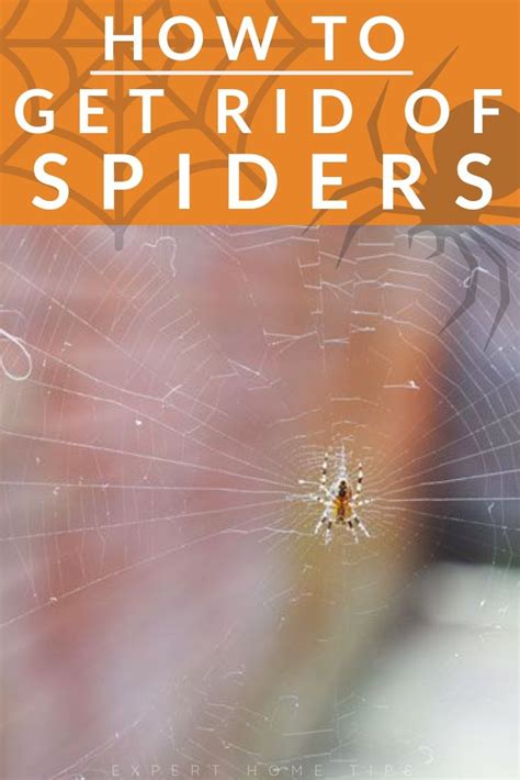 How To Get Rid Of Spiders 17 Easy Tips That Really Work Expert