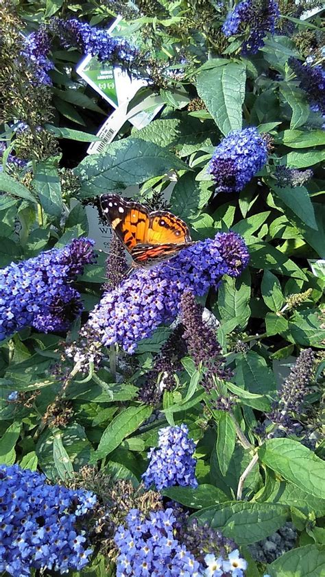 Butterfly Bush Buddleja Pugster Blue In The Butterfly Bushes