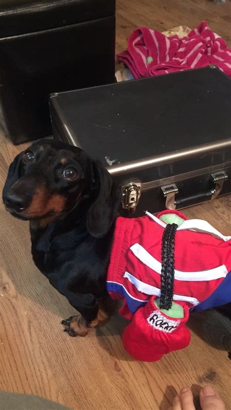 Rocky Pre Weiner Dog Race Doxie Dogs Dachshunds Doggies Weener