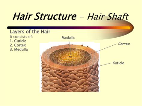 Diagram Of Hair Structure