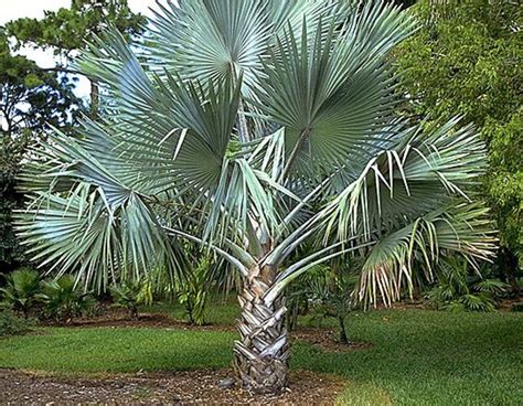 Palm Tree Varieties Common And Latin Names
