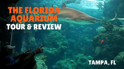 The Florida Aquarium Tour And Review Youtube