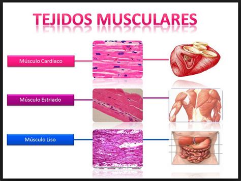 El Tejido Muscular Es Un Tejido Formado Por Células De La Misma Especie