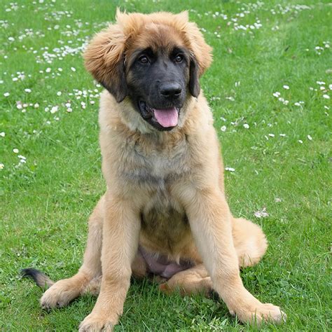 Leonberger Dog Breed Information Pictures Characteristics And Facts