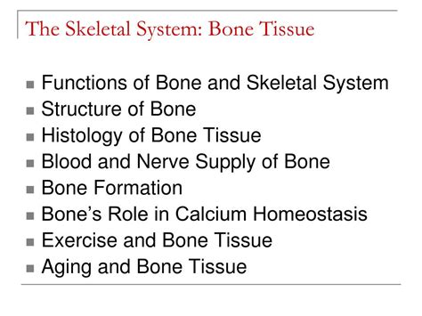 Chapter 6 Skeletal System Bones And Bone Tissue