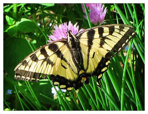 Paul Smith S College VIC Butterflies Of The Adirondack Mountains