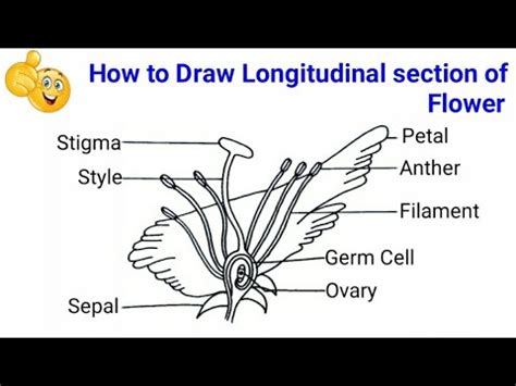 How To Draw A Labelled Diagram Of Longitudinal Section Of Flower