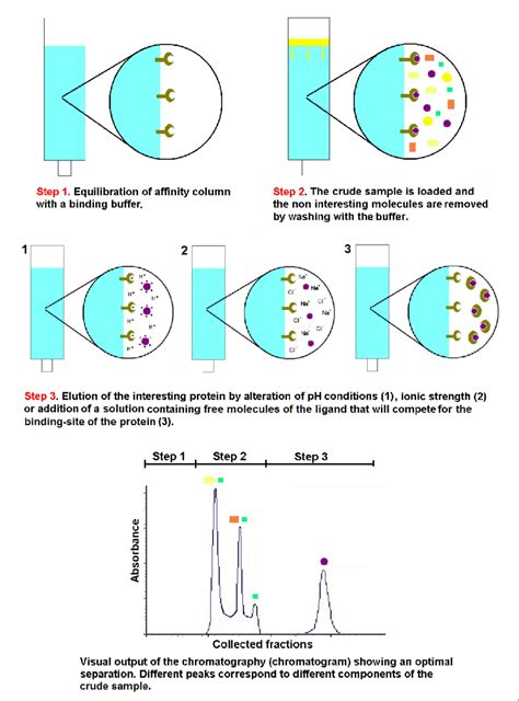 Four Chromatographic Separation Techniques Creative Proteomics