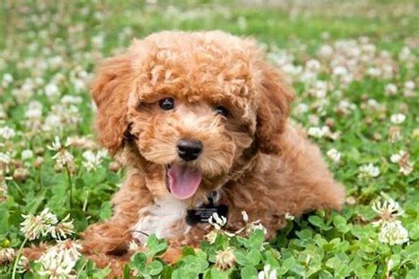 Poochon Ultimate Guide Trainability Health Personality And More