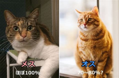 猫 性別 見分け 方 画像