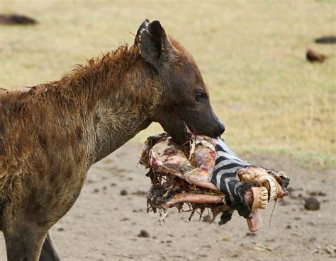 Child safe / kid safe scavenger animal: Hyena confusion: Scavenger or hunter? Females with penises?