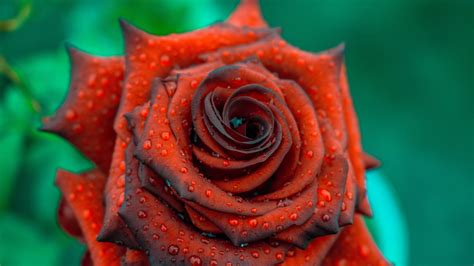Download Rose Close Up Drops Blood Red 1366x768 Wallpaper Tablet