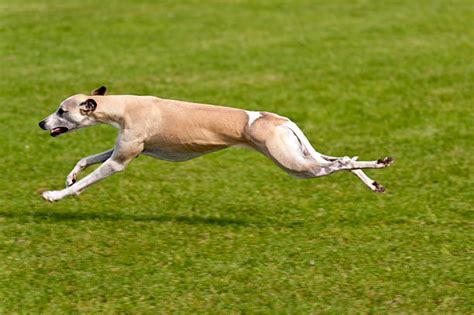 Greyhound Running Stock Photos Pictures And Royalty Free Images Istock