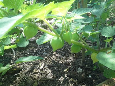 How To Grow Ground Cherries Aka Husk Cherry ~ The Suburban Jungle