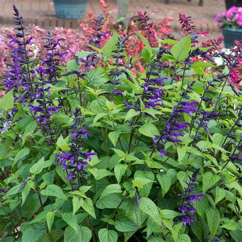Salvia Purple And Bloom Express Garden Shop