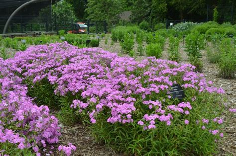 Phlox Forever Pink Hybrid Of Phlox Glaberrima Ssp Triflora With