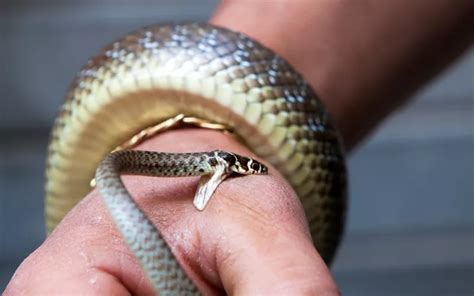 Snake Bite First Aid And Treatment The Ultimate Guide Reptile Jam