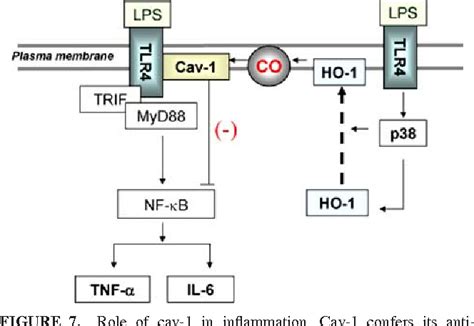 Figure From The Heme Oxygenase Carbon Monoxide Pathway Suppresses