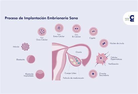 Implantación del embrión en el endometrio Embarazo y Bebes