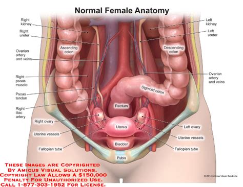 The abdominal portion of the aorta also runs down the middle of the abdomen. (14117_05Xv2) Normal Female Anatomy - Anatomy Exhibits