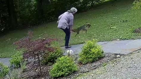 Rabid Fox Repeatedly Bites Woman In Frenzied Attack Fox News Video