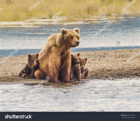 Grizzly Bear Cubs And Mother