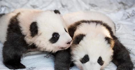 VÍdeo Zoológico De Berlim Apresenta Dois Filhotes Gêmeos De Panda Gzh